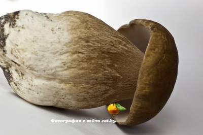 Фото Белые грибы